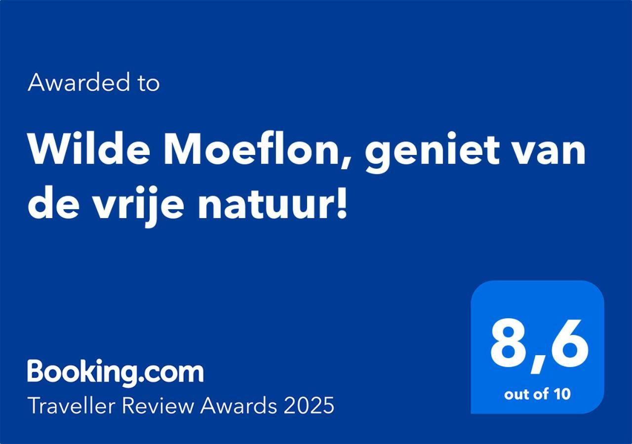 Wilde Moeflon, Geniet Van De Vrije Natuur! Otterlo Luaran gambar